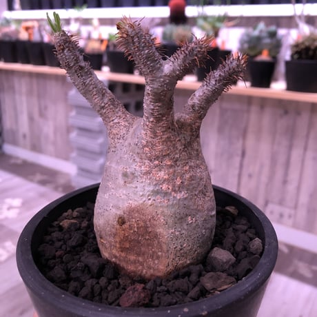 packypodium  gracilius 美株 《M size》  現地球  発根済み株   mad black pot植え（限定①株）