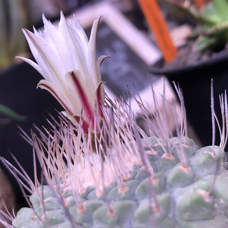 stronbo cactus  菊水（M size）