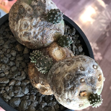 tephrocactus geometricus 《LL size》激希少‼︎※現地球株発根済※実生株＆カキ仔株でないと流通がほぼないため所持率も極めて低き渾身の一株※black bowl pot植え