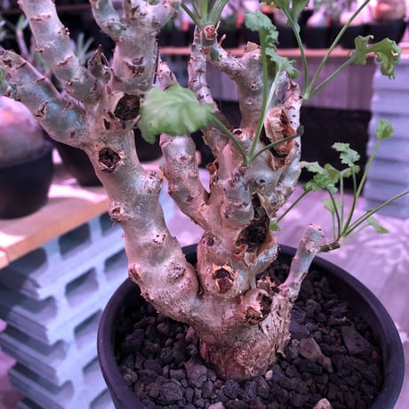 pelargonium   crithmifolium《L size》※塊根部分から芽吹き年々樹形がボコボコと変化しギザギザ葉も可愛い冬型 ※mad black pot植え
