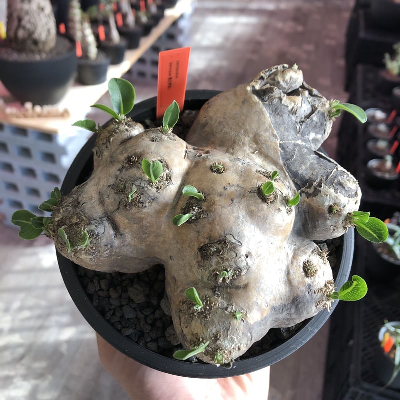 packypodium brevicaule恵比寿笑い《L size》※現地球発根済株