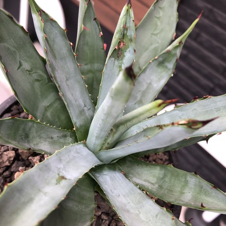 agave  macroacantha《大きめM size》※発根済株※発根後店主国内管理2年株※鋭く黒棘&青短葉typeのカッコいいマクロ‼︎※mad black pot植え