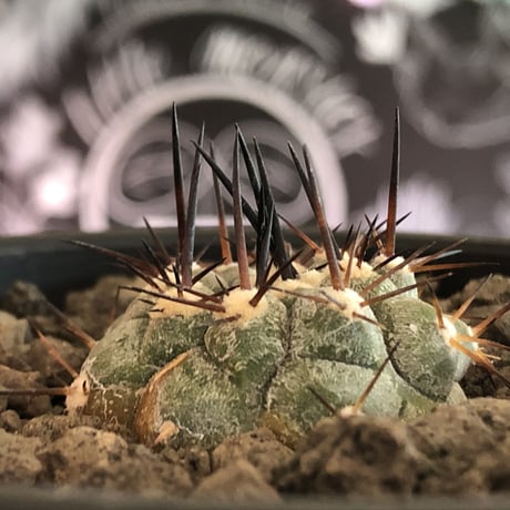 copiapoa   cinerea  黒王丸《大きめS size》※現地球株カキ仔自根株※現地球のDNAを引き継いだカキ仔良樹形株※mad black pot植え