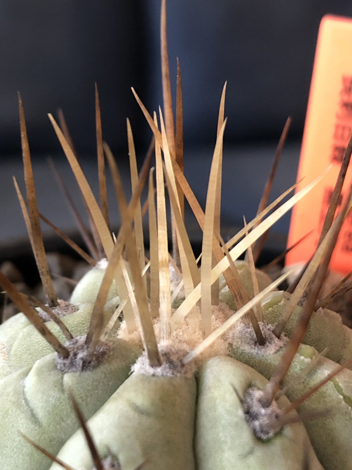 copiapoa cinerea 長刺白棘黒王丸《小さめM size》希少※現地球株カキ