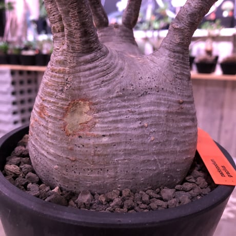packypodium  gracilius《Ｌsize》※店主管理4年株‼︎※現地球発根済み株‼︎※タレ耳枝が可愛すぎるでっぷりbalance良きグラキ‼︎※mad black pot植え