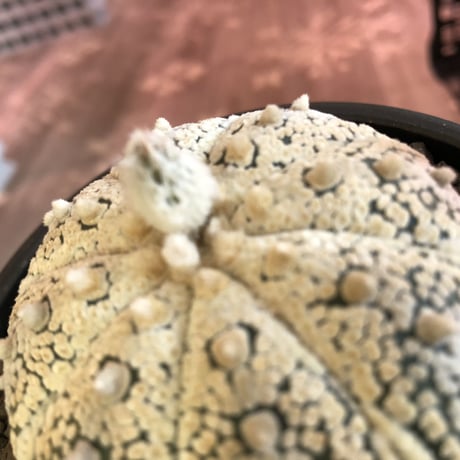 astrophytum asterias var.ミラクル兜《L size》大変大きめ且つ極白肌が堪らない‼︎希少兜※店主国内管理７年株  ※mad black pot植え