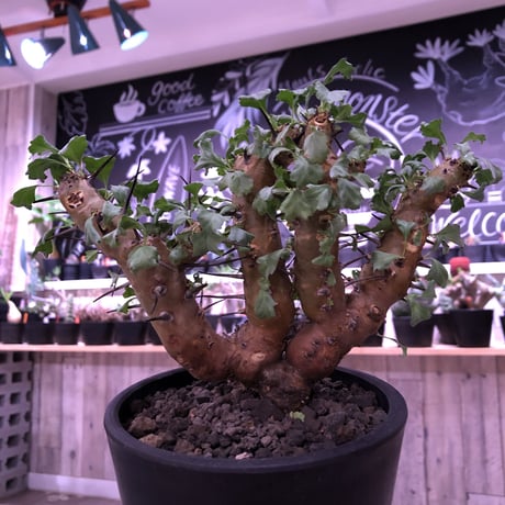 sarcocaulon   crassicaule《M  size》※冬型caudex‼︎  ※mad  black  pot植え　刺間が粗めなシンメトリーな balance株‼︎　店主管理３年株