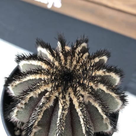 uebelmannia   pectinifera《極美大株》