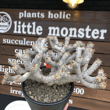 euphorbia  guillauminiana《LL size》※現地球発根済株※店主国内管理5年株※溶岩質土壌育ちの現地球株らしい表皮＆極低重心な枝振りヤバい一株※mad black pot植え