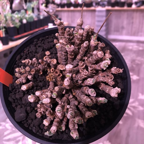 monilaria   pisiformis《M size》※モニラリア属　最上位種　激希少群生株 ※冬型caudex‼︎   ※浅鉢植え