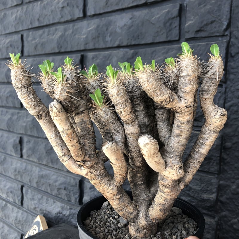 euphorbia guillauminiana《L size》躍動感激しいギラウミ