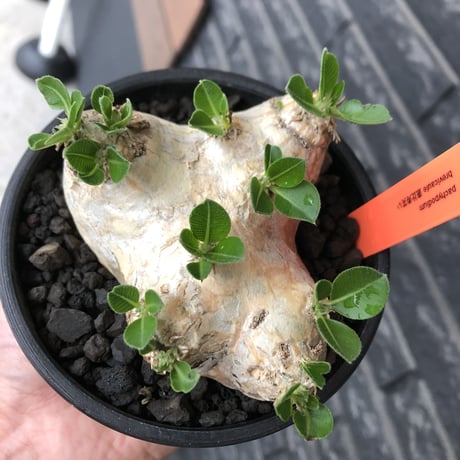 pachypodium  brevicaule恵比寿笑い《M size》※現地球発根後店主国内管理3年株※現地球らしい肌を持つ手乗りサイズ感※mad black bowl pot植え