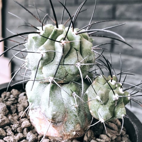 copiapoa cinerea ver.dealbata《M size》※現地球発根後店主国内管理7年株※上質黒士冠‼︎長い黒棘に現地球株が故のwild肌質が堪らない※mad black pot植え
