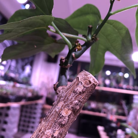 adenia  heterophylla 《M size》※成熟すると赤い梨に似た形の果実ができ、蝶の様な葉がかわいい‼︎※mad black pot植え