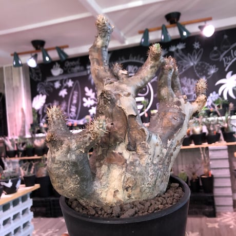 packypodium   enigmaticum《L size》Ｗ-he'd※現地球発根済‼︎店主管理4年株※激希少wild株！brown×beige肌の二分頭※ mad  black  pot植え