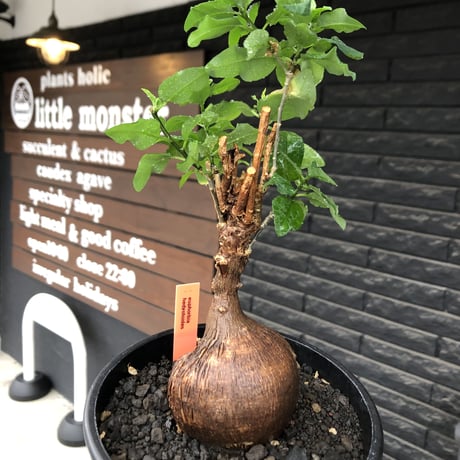 euphorbia hedyotoides《L size》球体大株※現地球株発根済※中々出会えないほど丸み強き塊根と良き枝振りが堪らない美しい一株‼︎※black pot植え