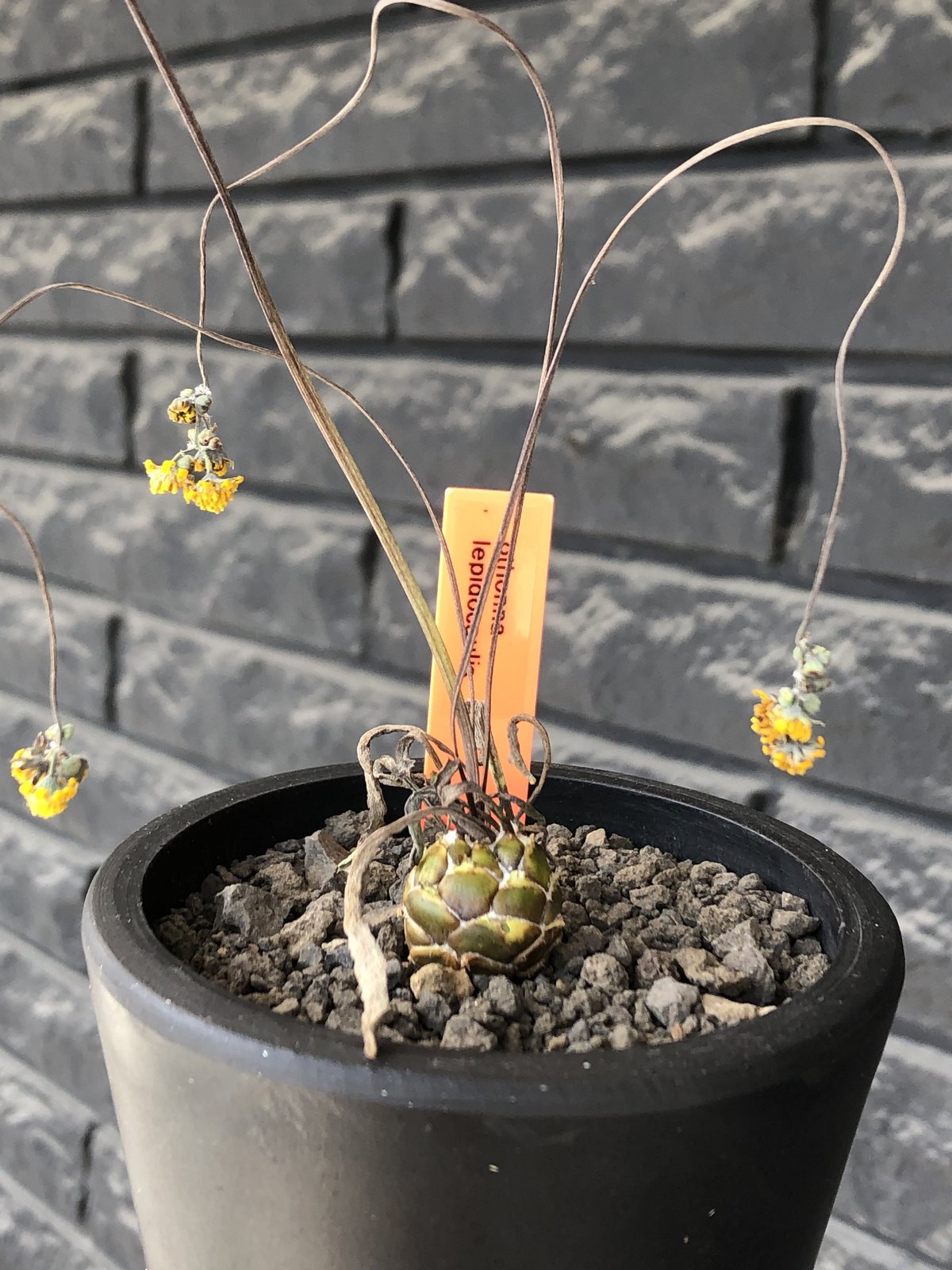 othonna lepidocaulis《S size》※littmon seed🌱※ボー othonna lepidocaulis《S size》※littmon seed🌱※ボー