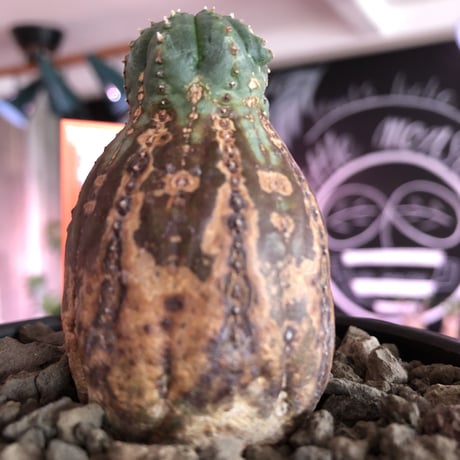euphorbia  obesa《S  size》※現地球発根済株※小振りでも全身木質化したvintage感半端なきオベサ※mad black bowl pot植え