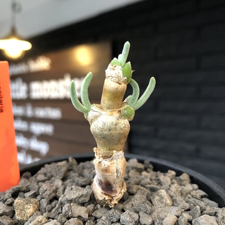 monilaria  pisiformis《大きめS size》※現地球発根後店主国内管理3年株※モニラリア属（激希少最上位種）冬型caudex※mad black bowl pot植え
