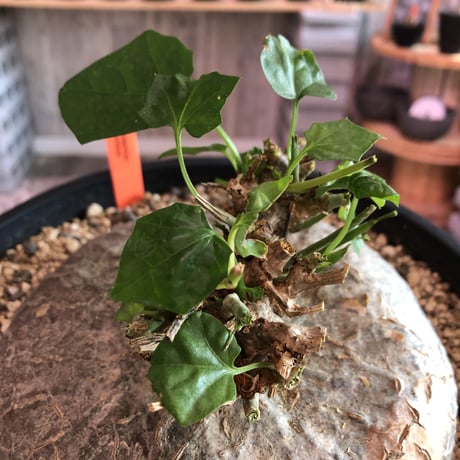gerrardanthus    macrorhizus（L L  size）希少種※ぼてっとした岩肌&艶々葉が堪らない‼︎激オススメ株！ひび割れた表皮且つ木質化株‼︎驚愕価格‼︎限定１株