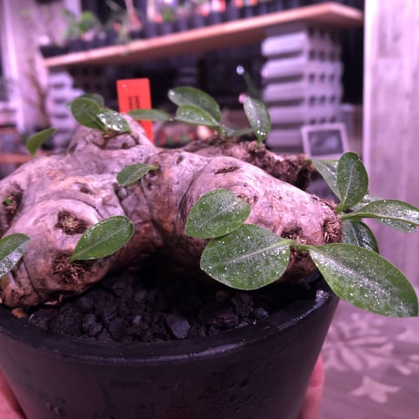 packypodium  brevicaule  恵比寿笑い《Msize》※bestサイズな笑い‼︎　※mad black pot植え