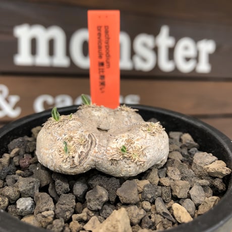 pachypodium  brevicaule恵比寿笑い《S size》※現地球発根後店主国内管理2年株※逆に流通少なき激かわサイズ‼︎ほっこりし堪らない一株‼︎※mad black pot植え