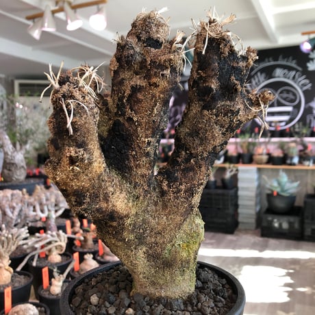 xerophyta  trichophylla《S size》※現地球発根済株※驚愕強靭株※限りなくweightはlow‼︎品種としこれでもかわいい小振りサイズ‼︎※mad black pot植え