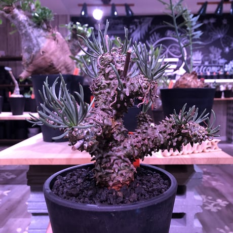 tylecodon  wallichii 和名＝奇峰錦《M size》※この丈で希少性高き激しい枝ぶりwild株‼︎　店主管理4年株　※ mad black pot植え