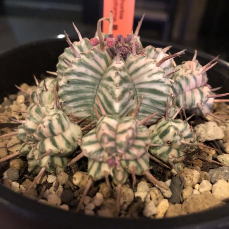 euphorbia   meloformis 錦《ゼブラ》激オススメ‼︎M size
