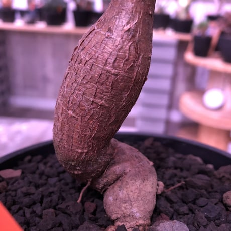 opercullicarya   decaryi  littmon  seed🌱  《5年株》mad  black  pot植え （限定1株）※当店実生デカリー最高株元size‼︎