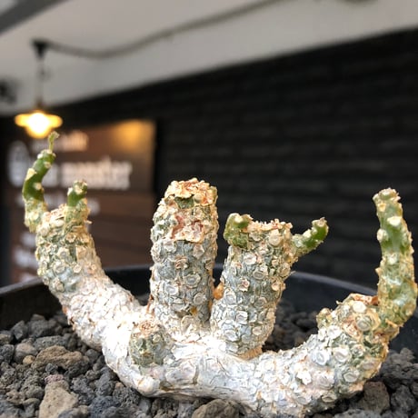 dorstenia  horwoodii《LL size》※現地球株発根済※古き良き味深い極白肌&低重心ぷっくり株元も堪らない渾身の一株‼︎※black bowl pot植え