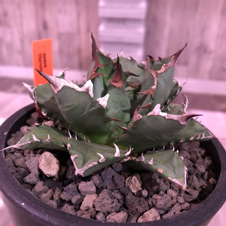 agave     titanota《M  size》Sよりのサイズ感で成熟株の装い   mad  black  pot植え