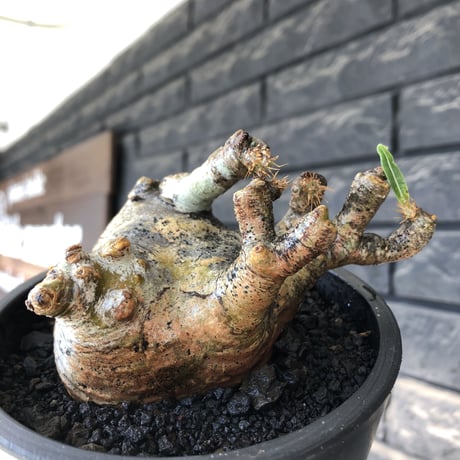 pachypodium gracilius《M size》偏平&短枝良枝振り株※現地球発根後店主国内管理2年株※極めて低重心偏平且つ枝振りも良き一株※mad black pot植え