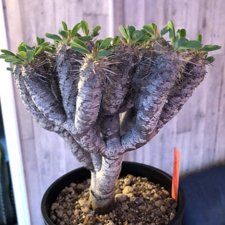 euphorbia    guillauminiana《L  size》明るいライトシルバー肌のbalance良き美株‼︎