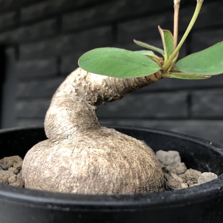 euphorbia primulifolia《大きめM size》※現地球発根後店主国内管理4年株※ぼってり樹形に絶妙balanceのウネリ枝が堪らない一株※mad black pot植え