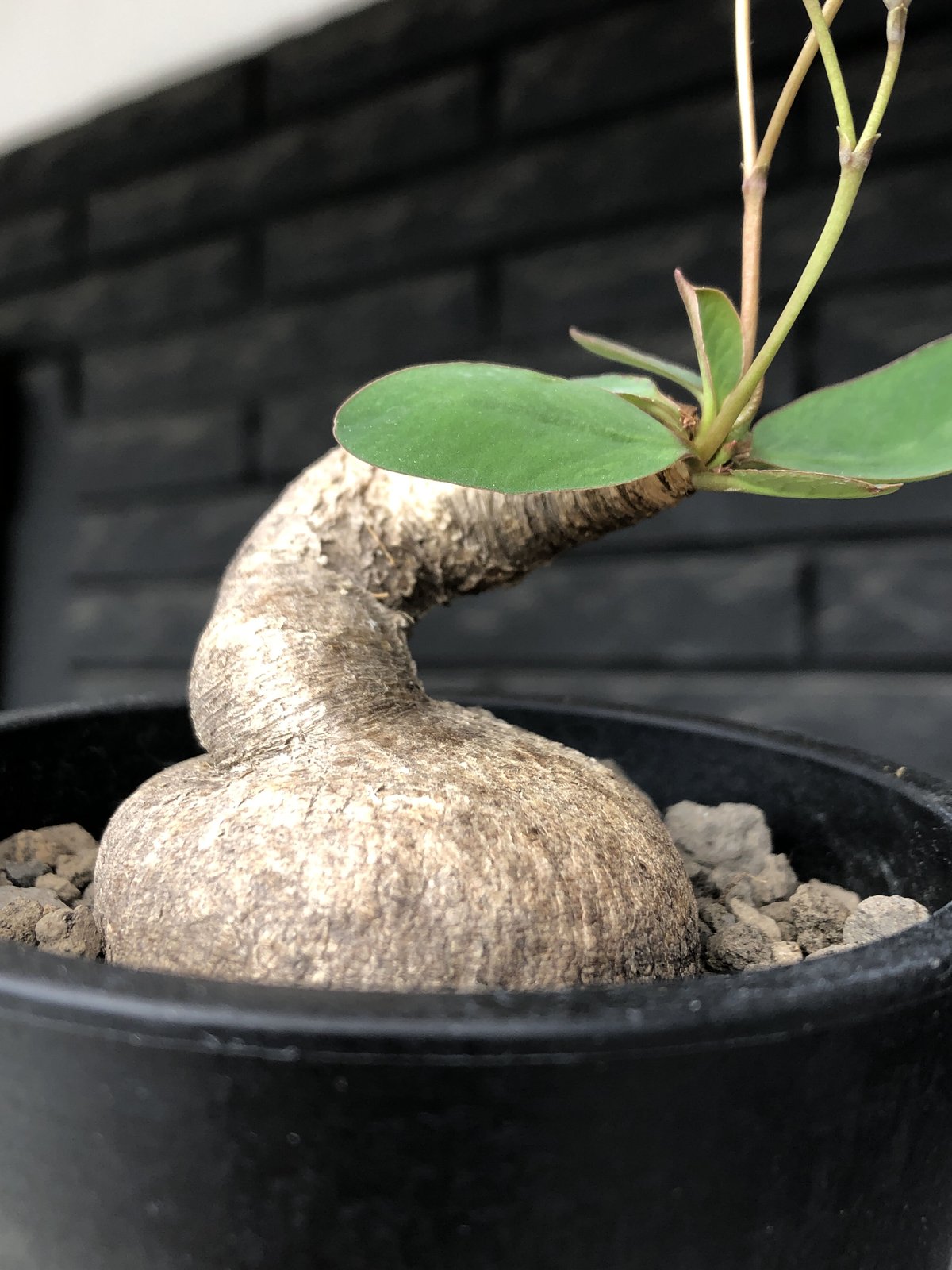 euphorbia primulifolia《大きめM size》※現地球発根後店主国内管理4