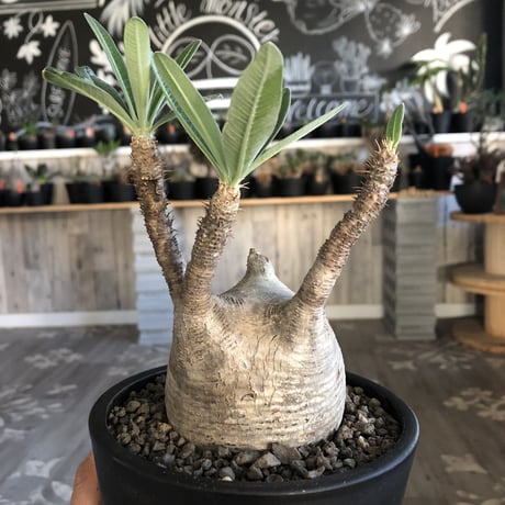 packypodium  gracilius 白肌まん丸《M size》  現地球  発根済み株  （限定1株）mad  black  pot植え