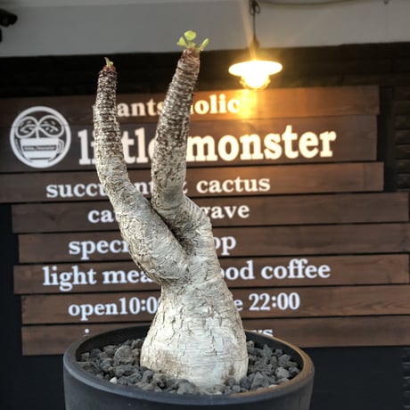 euphorbia  ramena《 XL size》※現地球発根後店主国内管理9年株※激希少驚愕bigラメナ‼︎クロスした枝振り＆ぼってり株元最高樹形※mad black bowl pot植え