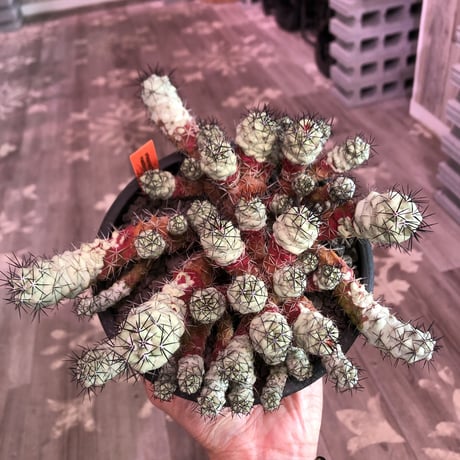 ortegocactus   macdougallii《L L size》※現地球自根株※店主国内管理6年株※薄水色肌ヤバイ群生極美株‼︎激希少size‼︎※mad black bowl pot植え