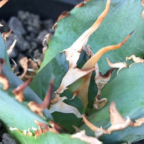 agave titanota  白鯨陽炎type《S size》※現地球株発根済 ②※唸り良き鋸歯に幅広肉厚タイプ※black pot植え