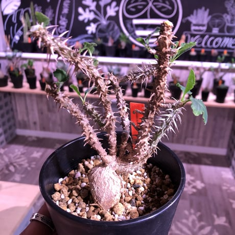 euphorbia    hofstaetteri《M size》希少‼︎