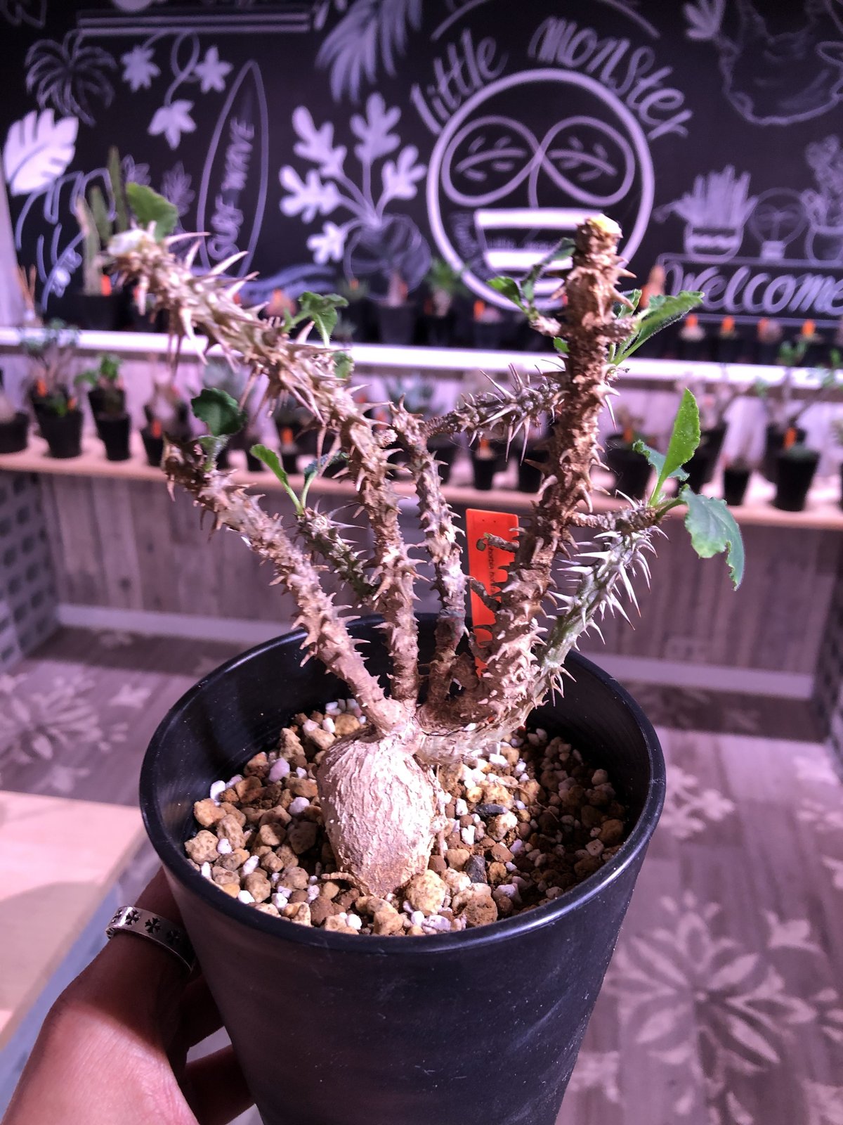 Euphorbia Journal Volumes 1-10 ユーフォルビア