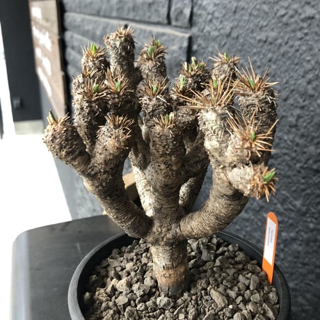 euphorbia    guillauminiana《L  size》