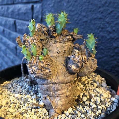 euphorbia    clavigera《激希少》M size