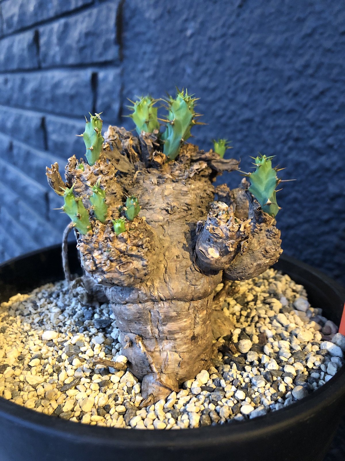 euphorbia clavigera《激希少》M size | plants holi