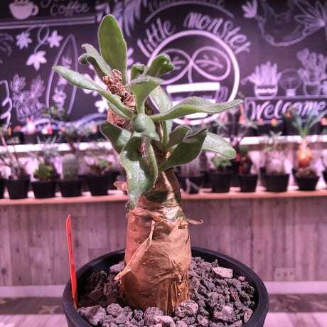 tylecodon  paniculatus《M size》※一番大きく成長する2種類のパニクラーツス‼︎※mad black pot植え　※限定２株