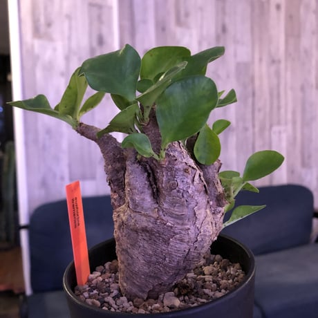 euphorbia  itremensis《M size》コンパクトにまとまったイトレ‼︎味のある表皮のひび割れに力強さを感じる1株‼︎