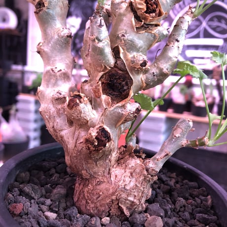 pelargonium   crithmifolium《L size》※塊根部分から芽吹き年々樹形がボコボコと変化しギザギザ葉も可愛い冬型 ※mad black pot植え