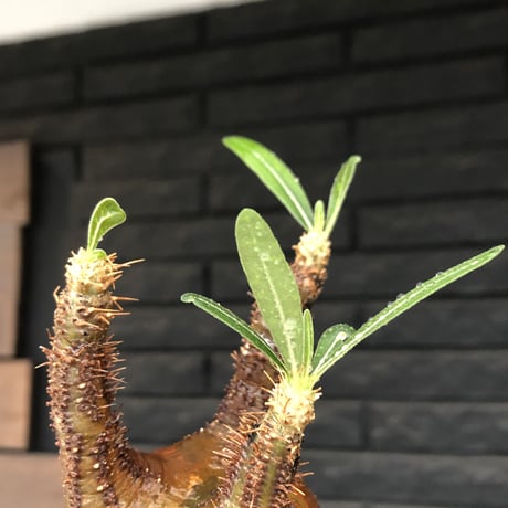 pachypodium gracilius《 M size》希少green & 激しい現地焼け※現地球発根後店主国内管理1年株※2色混在特化した装いが堪らない※mad black bowl pot植え