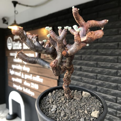pelargonium  mirabile《大きめM size》※現地球店主国内管理4年株※愛おしく堪らない冬型の人気者‼︎幹上がり仕立て良樹形※mad black pot植え
